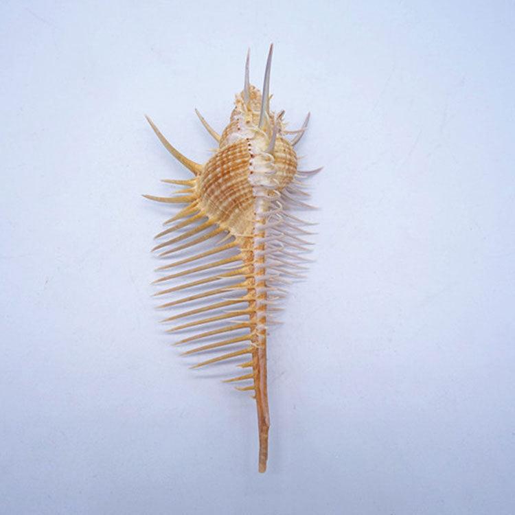 Exquisite Oceanic Conch Shell Decorative Aquarium Fish Specimen